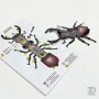Комахи з паперу, набір 3 штуки